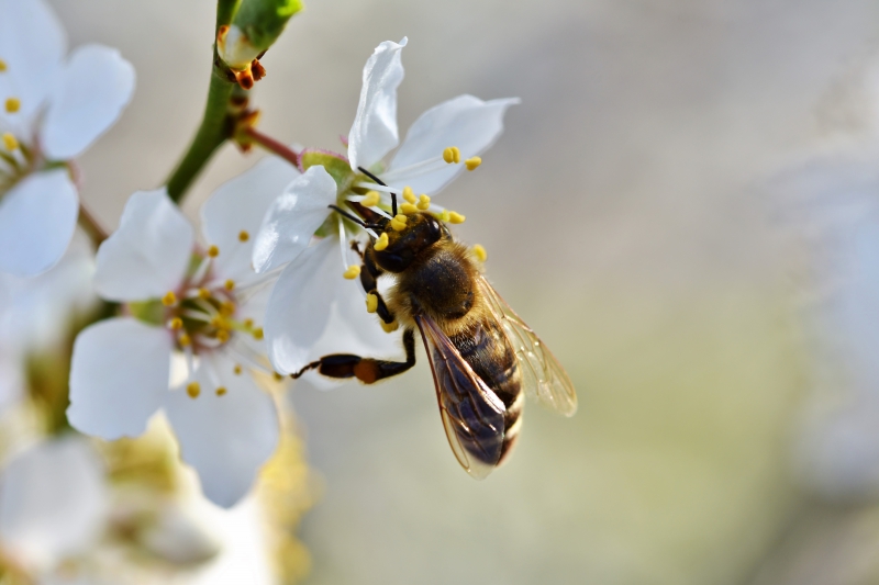 jardinerie-GASSIN-min_bee-4092986